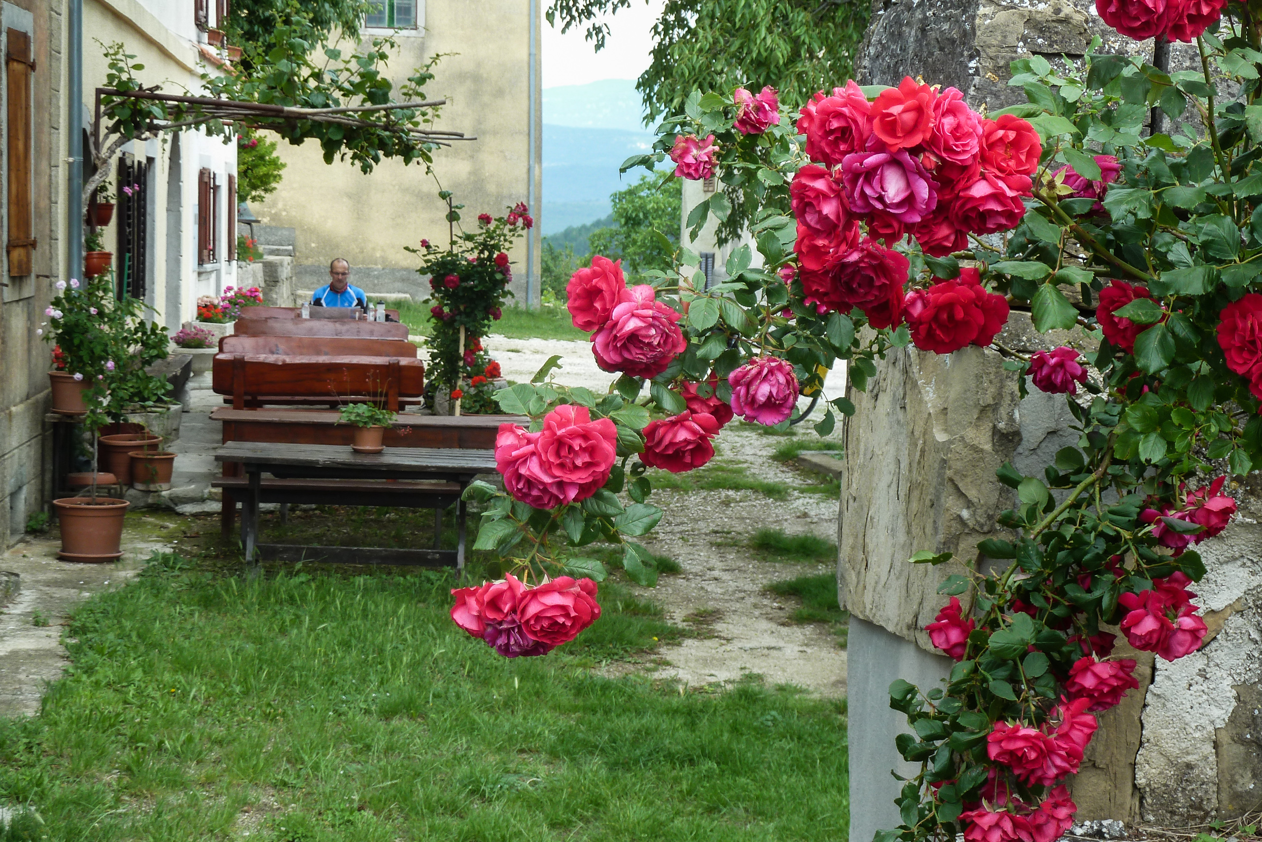Kletterrosen am Eingang von Sonjas Gehöft in Žminj